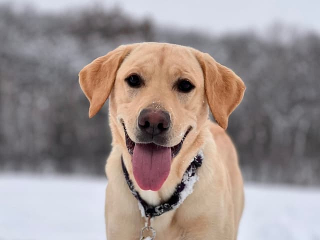 Labrador Retriever Puppies media 8