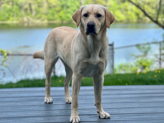 Labrador Retriever Puppies media 9