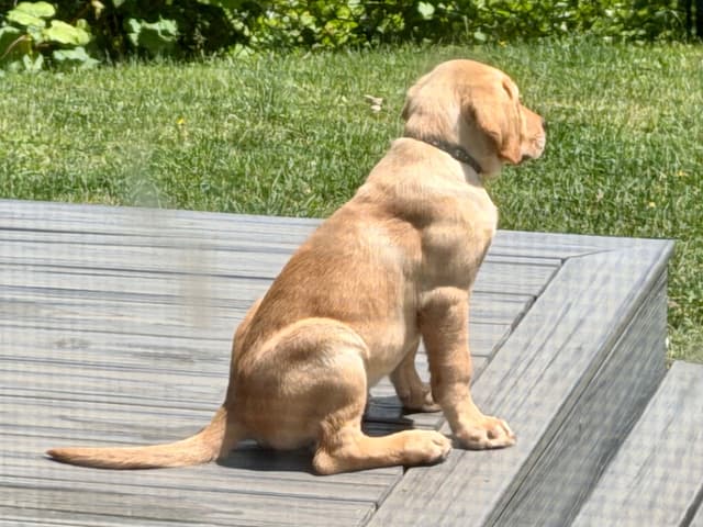 Labrador Retriever Puppies media 2