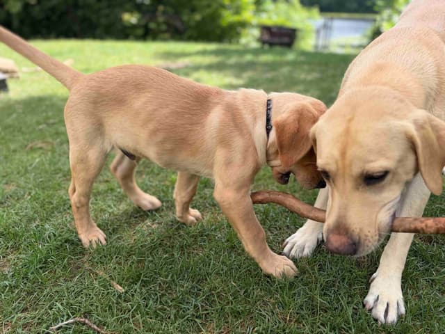 Labrador Retriever Puppies media 6