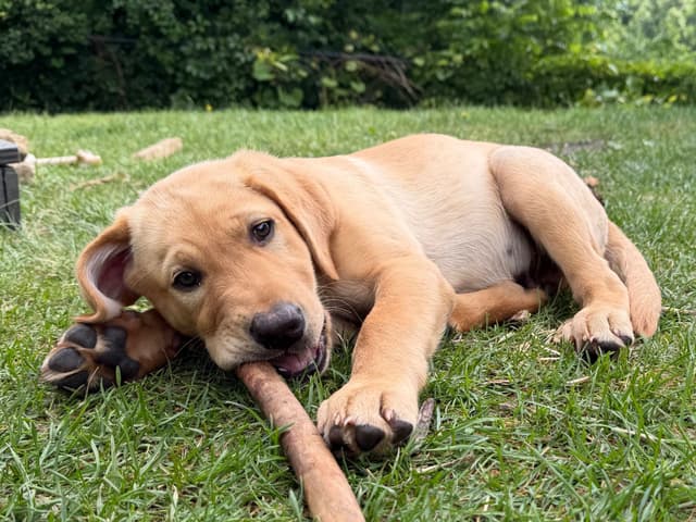 Labrador Retriever Puppies media 3