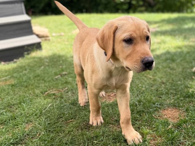 Labrador Retriever Puppies media 5