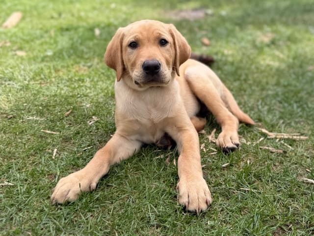 Labrador Retriever Puppies media 7