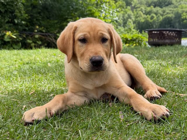 Labrador Retriever Puppies media 4