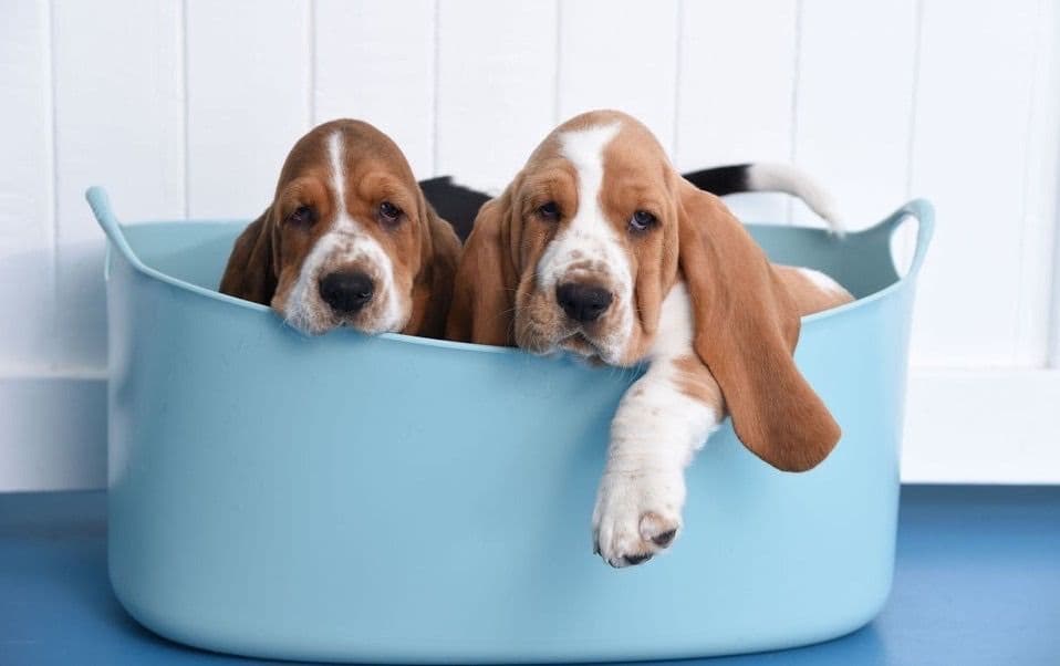Basset Hound Male Puppy Available breeder image 4