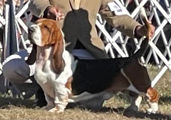 Basset Hound Male Puppy Available breeder image 2