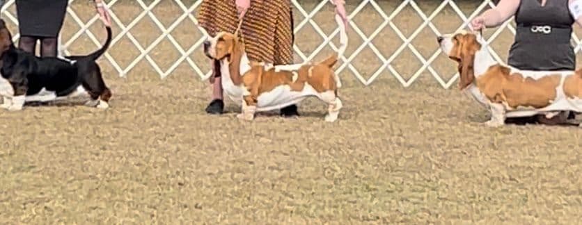 Basset Hound Male Puppy Available breeder image 3