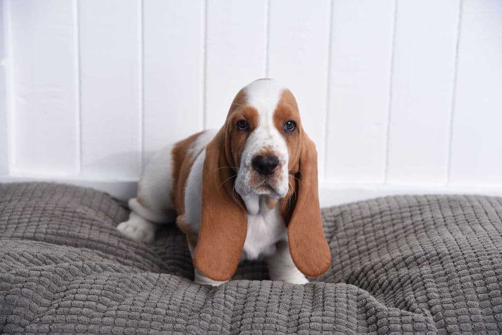 Basset Hound Male Puppy Available breeder image 7