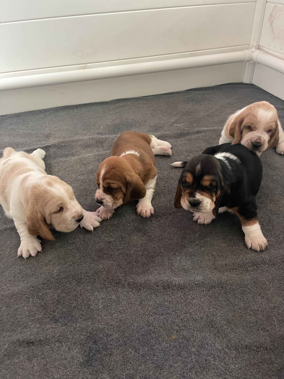 Basset Hound Male Puppy Available breeder image 8