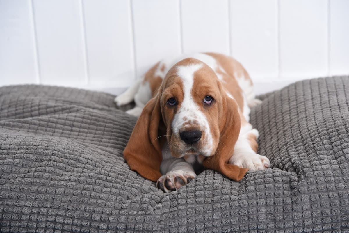 Basset Hound Male Puppy Available breeder image 13