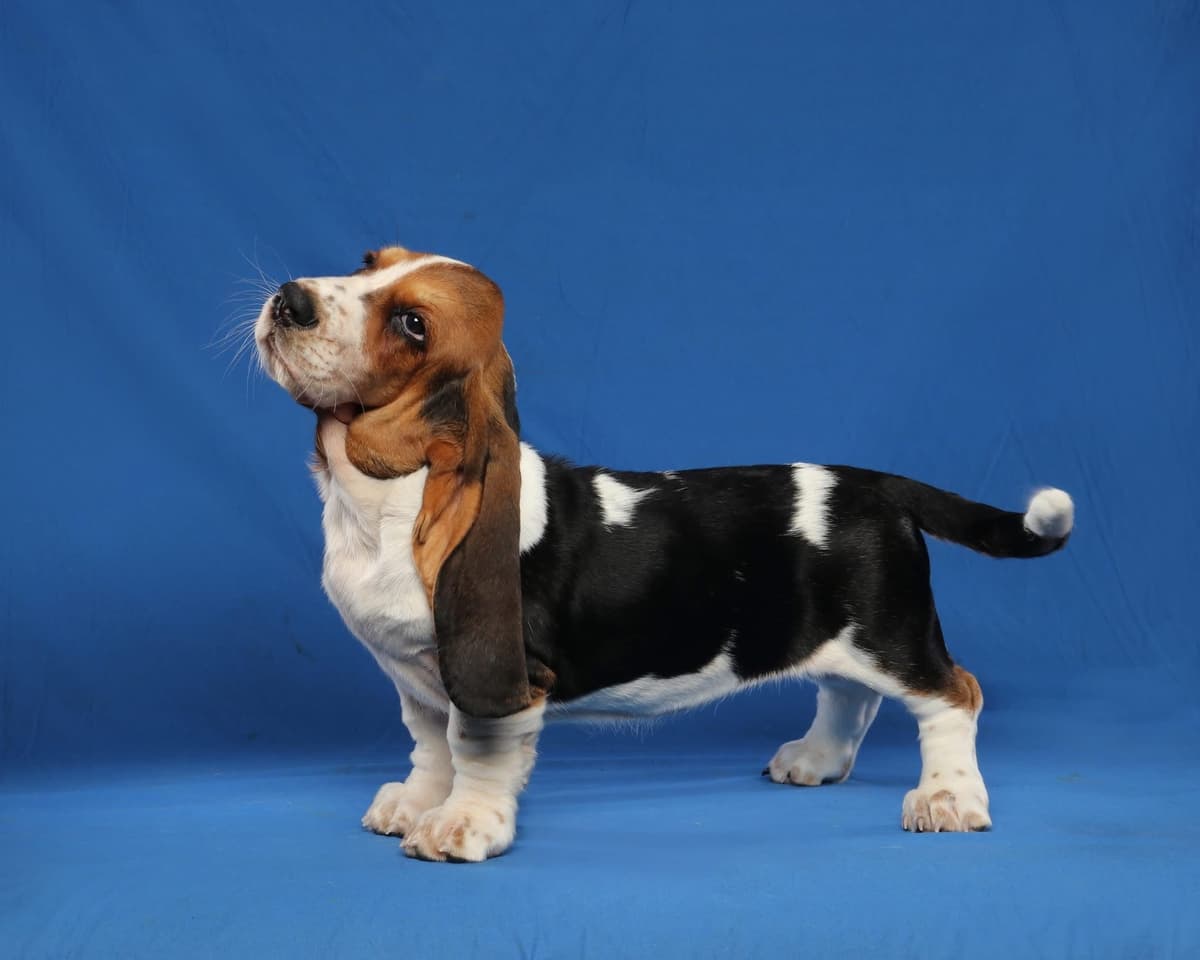 Basset Hound Male Puppy Available breeder image 6