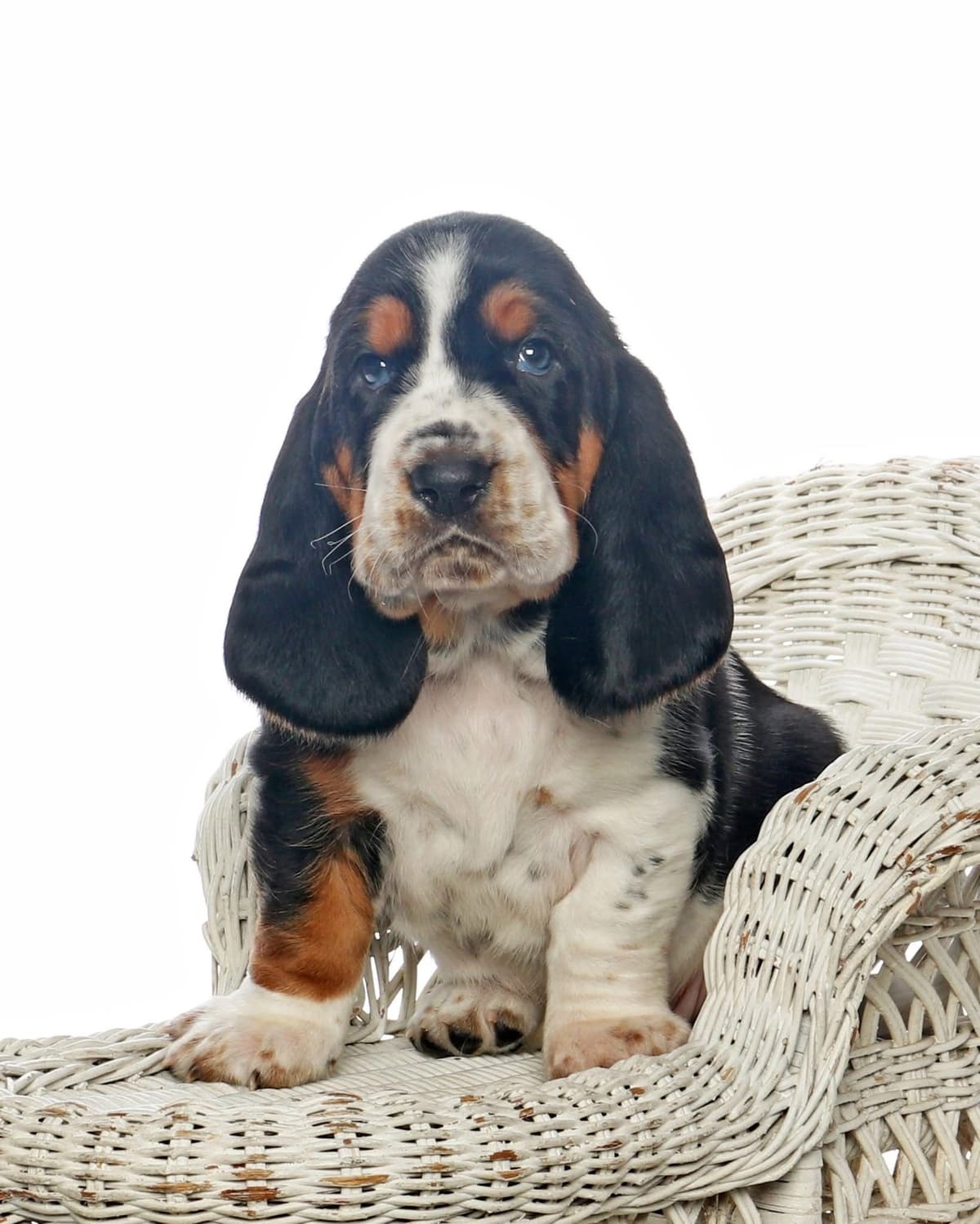 Basset Hound Male Puppy Available breeder image 9