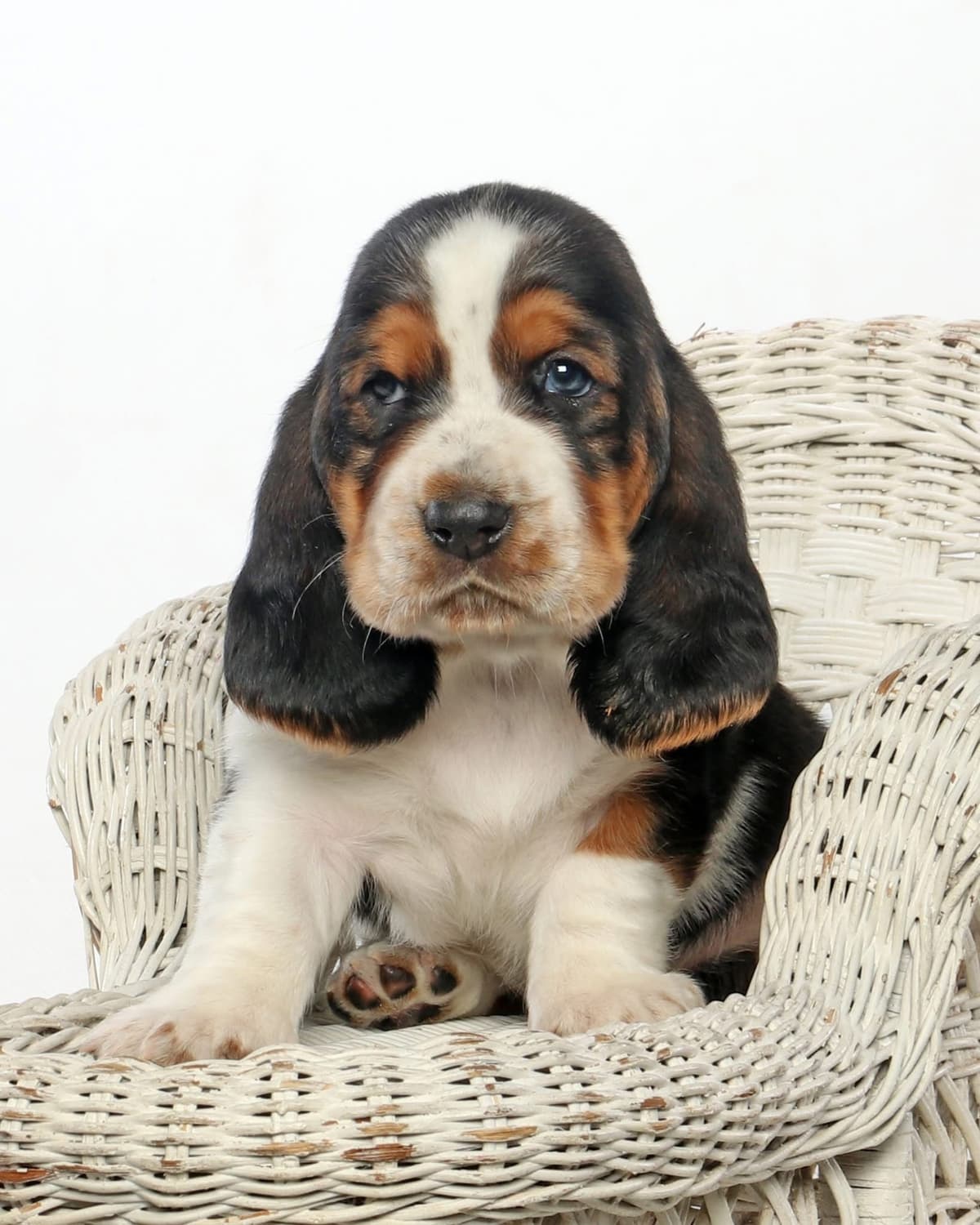 Basset Hound Male Puppy Available breeder image 12