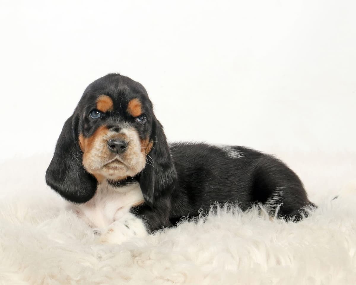 Basset Hound Male Puppy Available breeder image 14