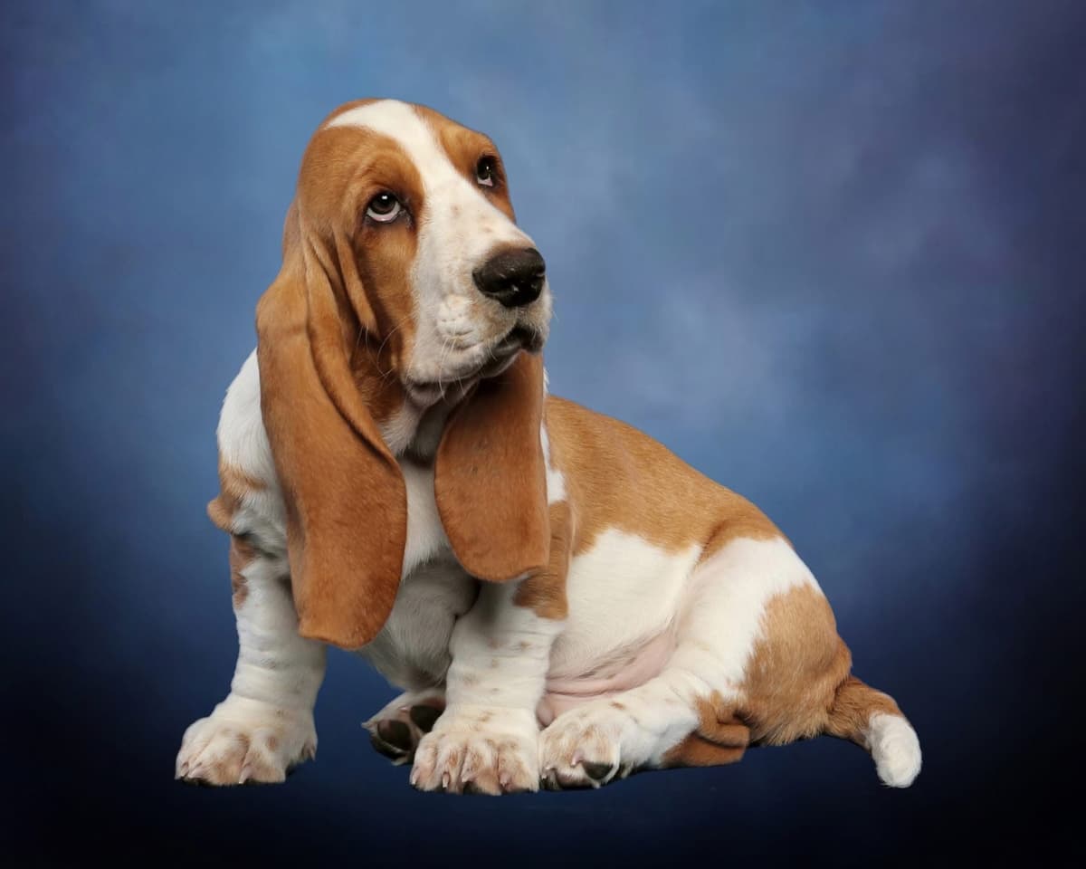 Basset Hound Male Puppy Available breeder image 1