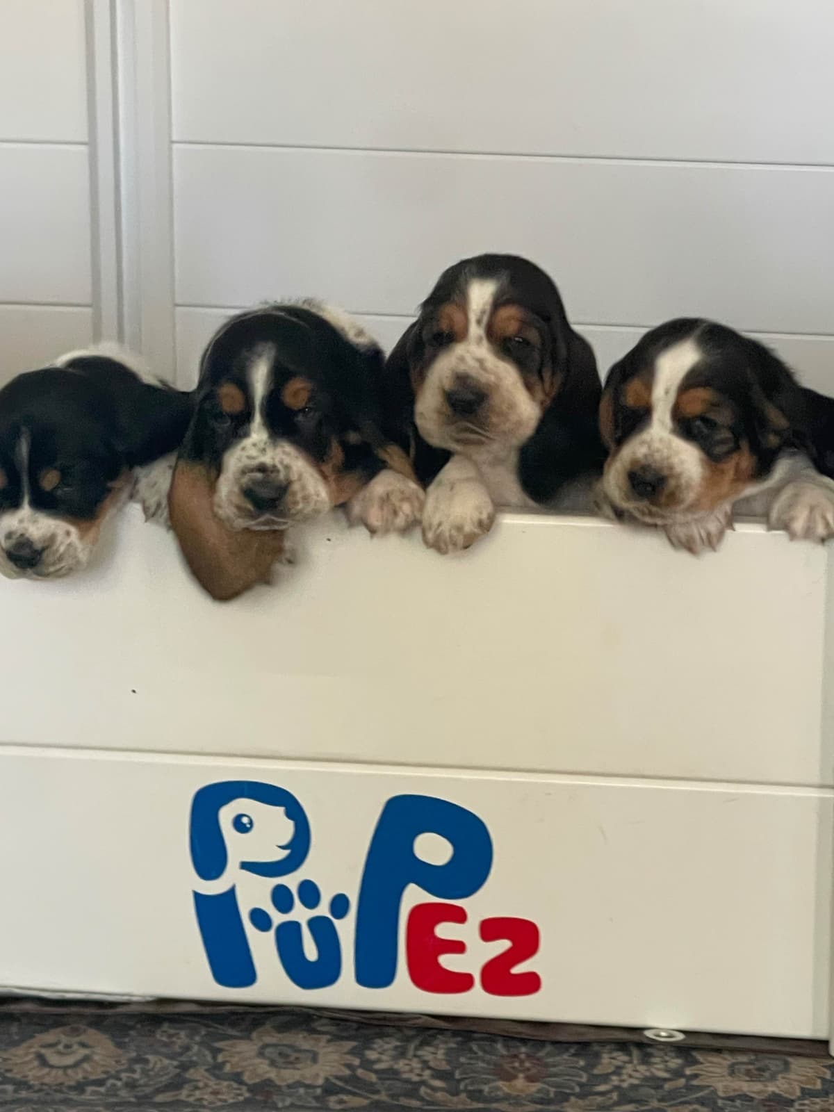 Basset Hound Male Puppy Available breeder image 11