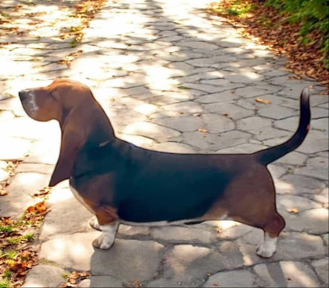 Basset Hound Male Puppy Available media 4