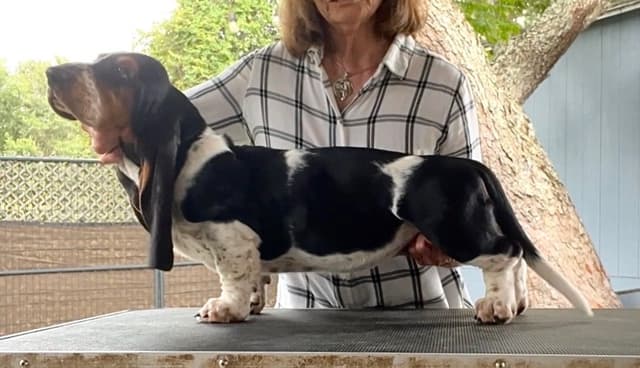 Basset Hound Male Puppy Available media 2