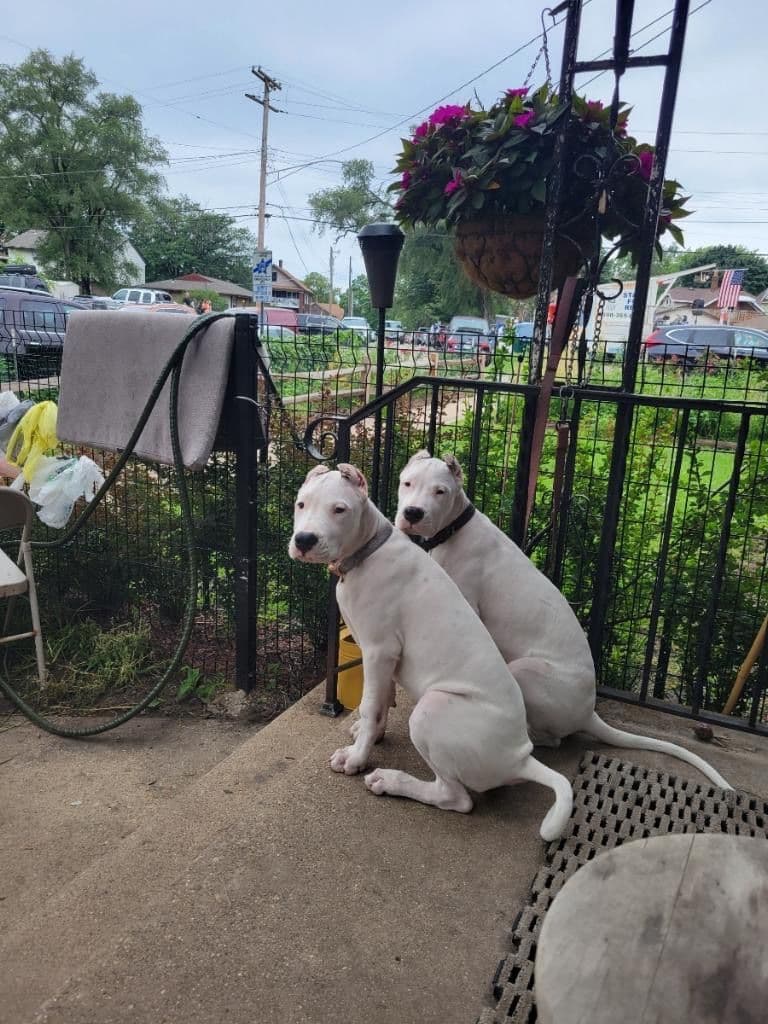 Dogo Argentino Puppies breeder image 1