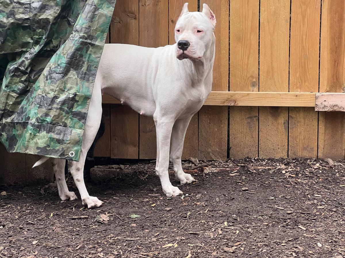 Dogo Argentino Puppies breeder image 3
