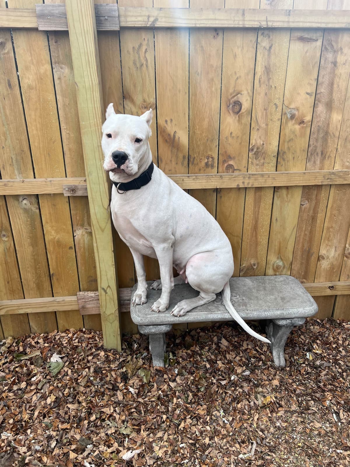 Dogo Argentino Puppies breeder image 4