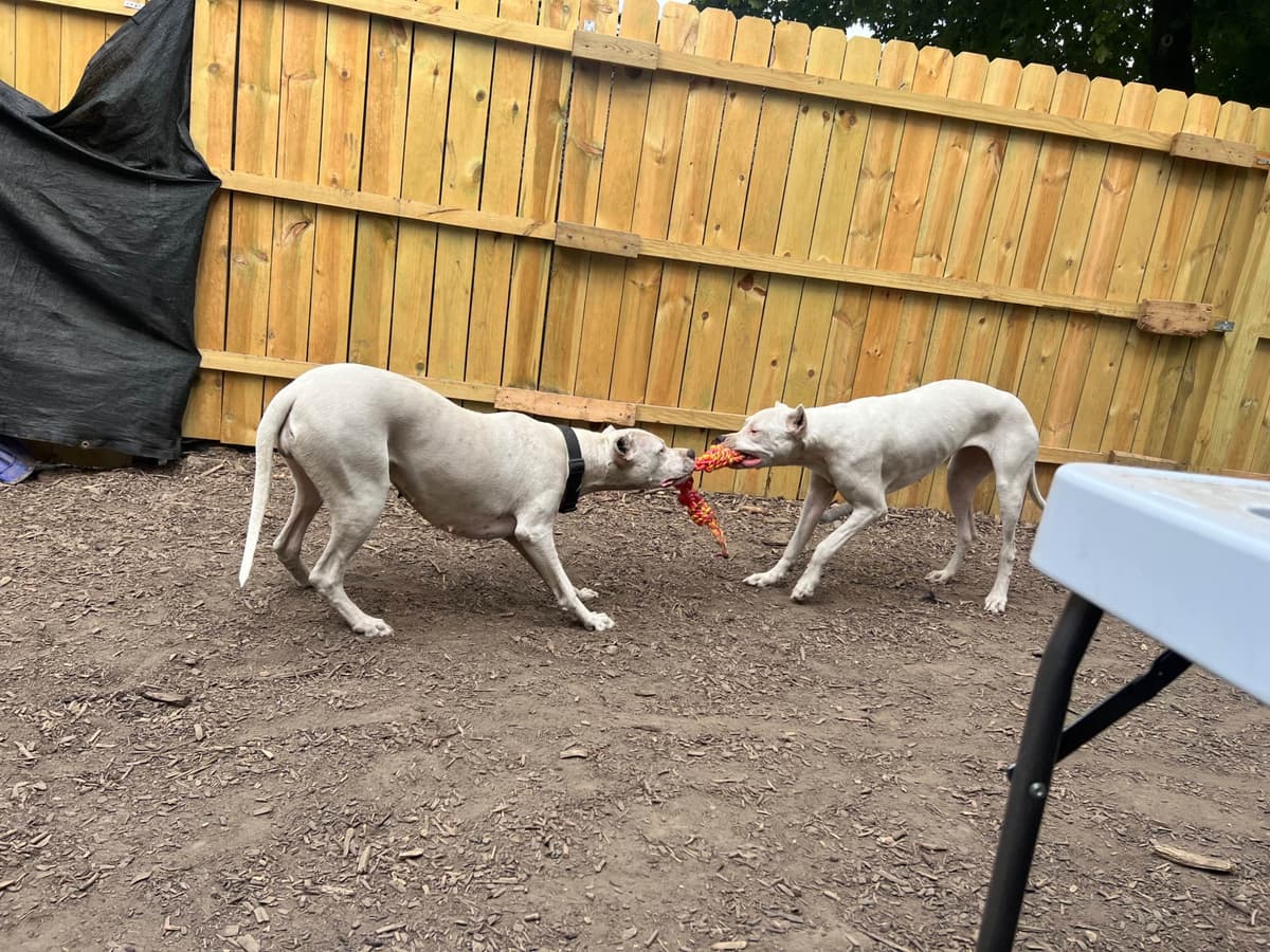 Dogo Argentino Puppies breeder image 7
