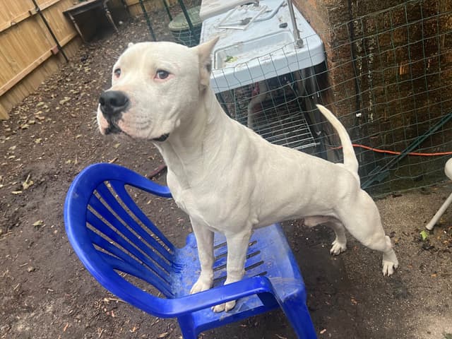 Dogo Argentino Puppies media 2