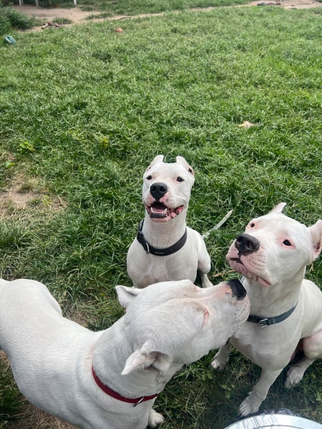 Dogo Argentino Puppies media 3