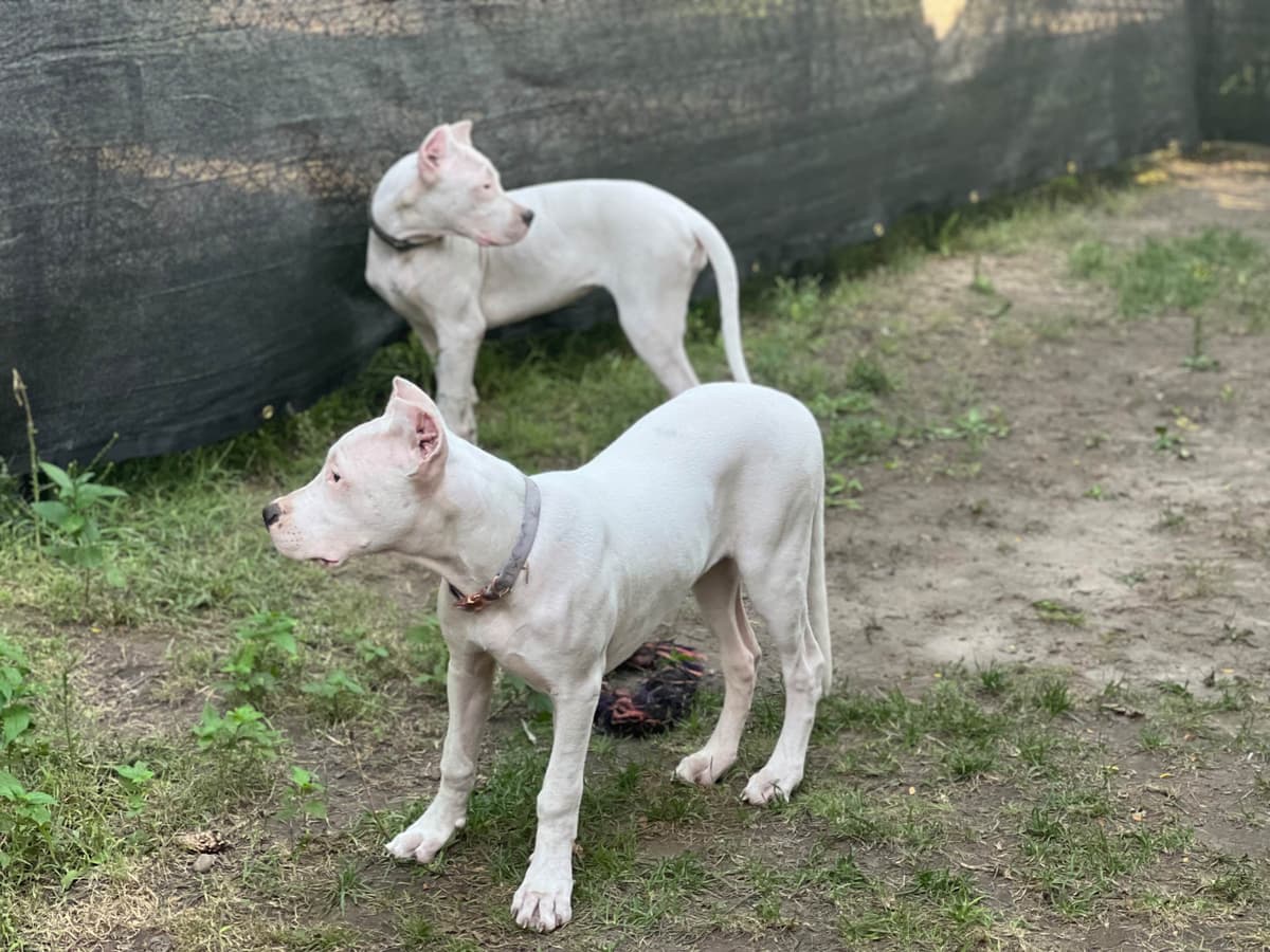 Dogo Argentino Puppies breeder image 2