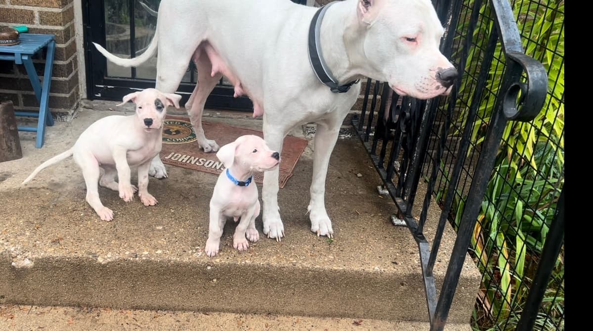 Dogo Argentino Puppies breeder image 8