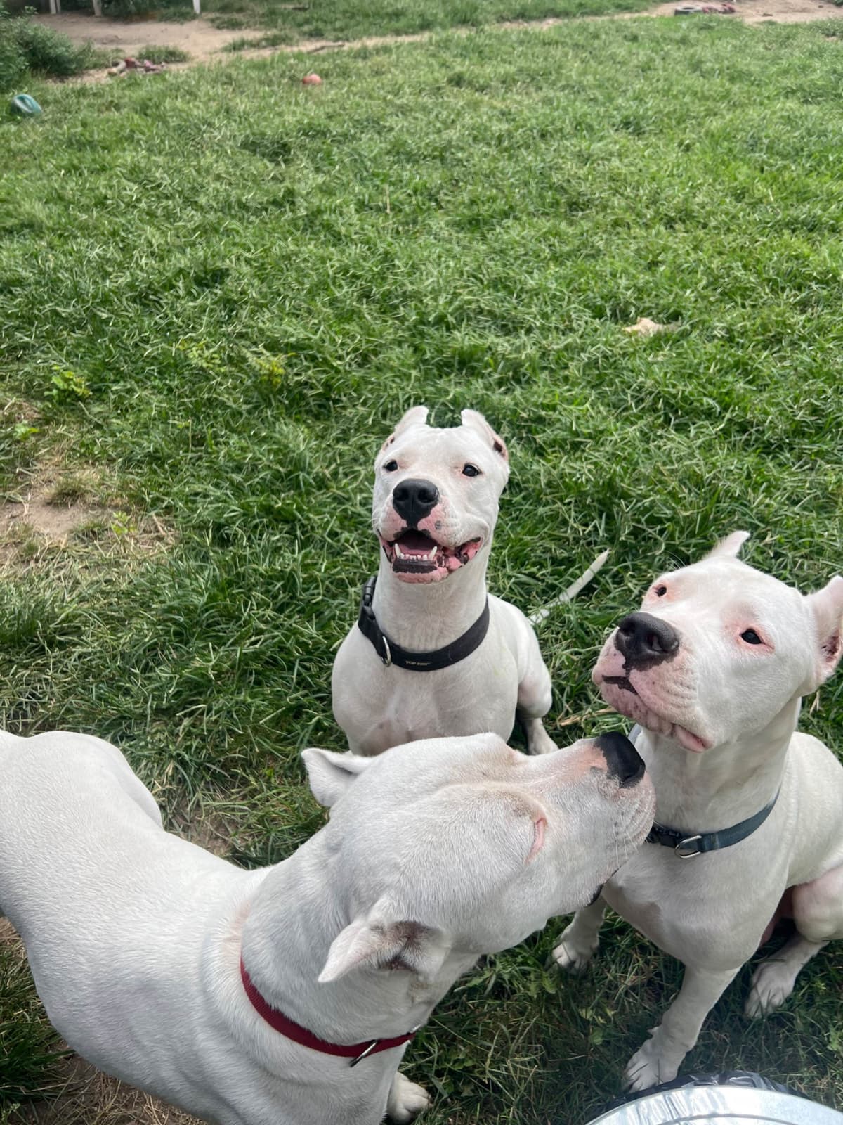 Dogo Argentino Puppies breeder image 6