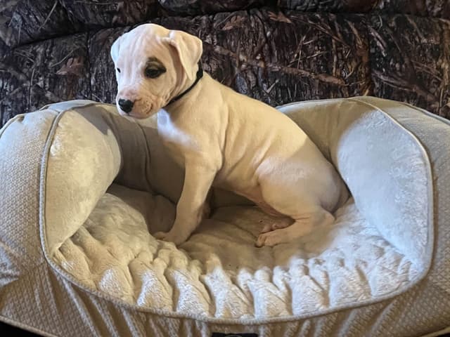 Dogo Argentino Puppies media 4