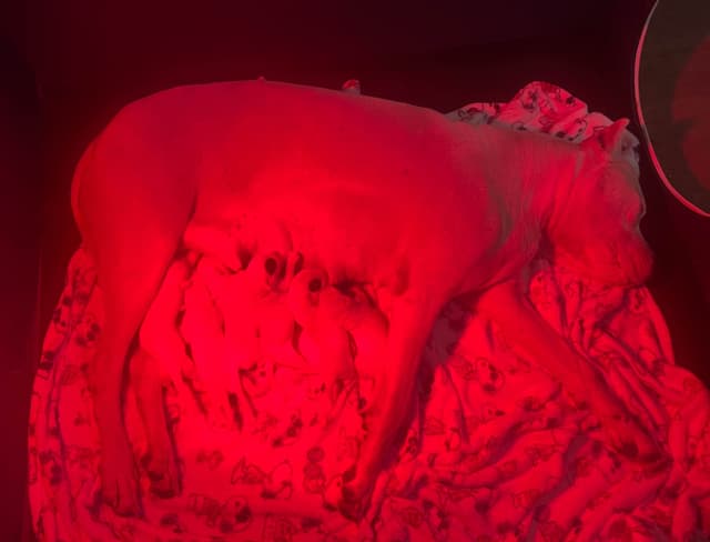 Dogo Argentino Puppies media 10