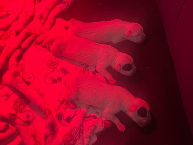 Dogo Argentino Puppies media 9