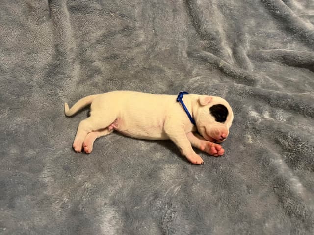 Dogo Argentino Puppies media 4