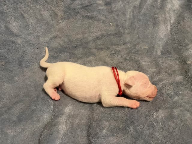 Dogo Argentino Puppies media 5