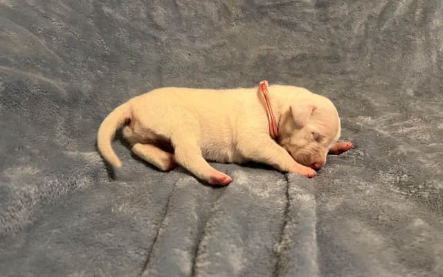 Dogo Argentino Puppies media 6
