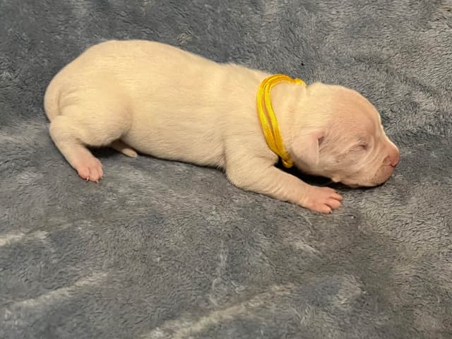 Dogo Argentino Puppies media 7