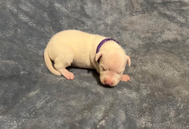 Dogo Argentino Puppies media 8