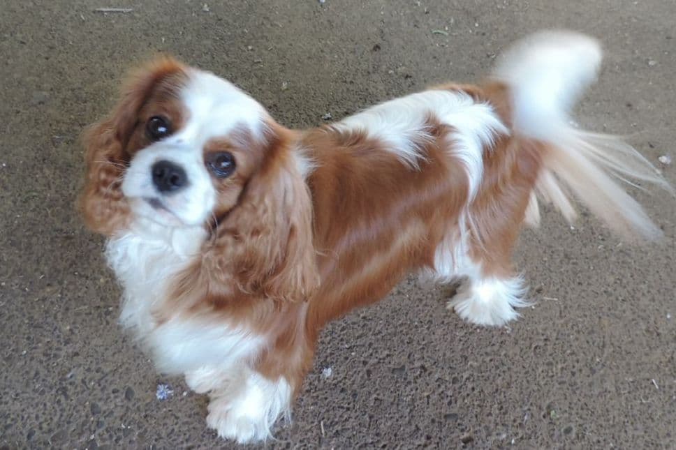 Cavalier King Charles Spaniel Puppies breeder image 1