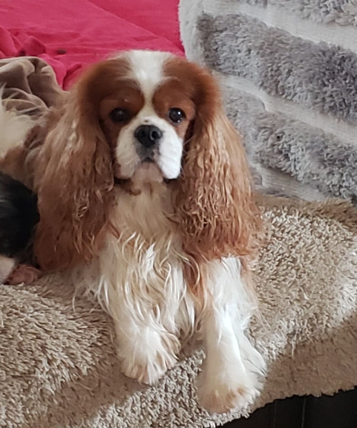 Cavalier King Charles Spaniel Puppies breeder image 4