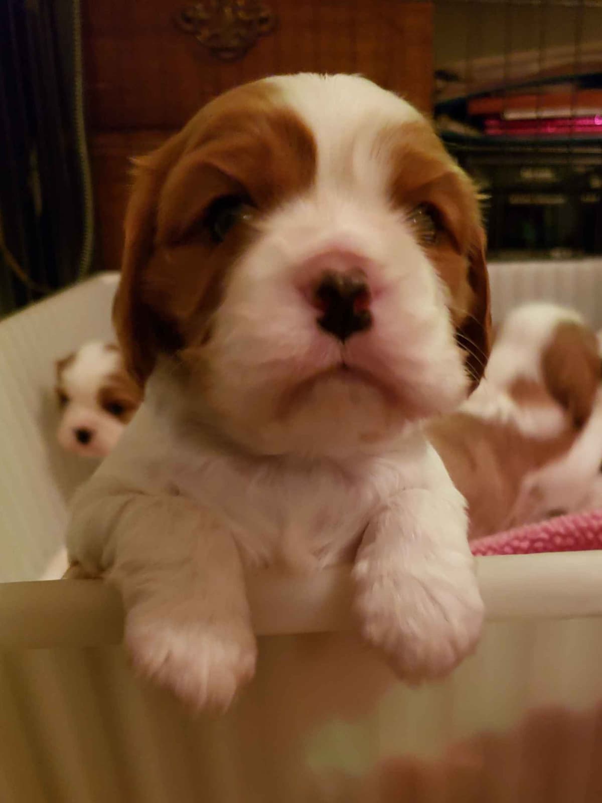 Cavalier King Charles Spaniel Puppies breeder image 6