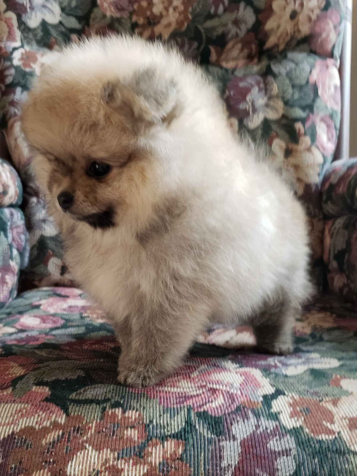 Cavalier King Charles Spaniel Puppies breeder image 8