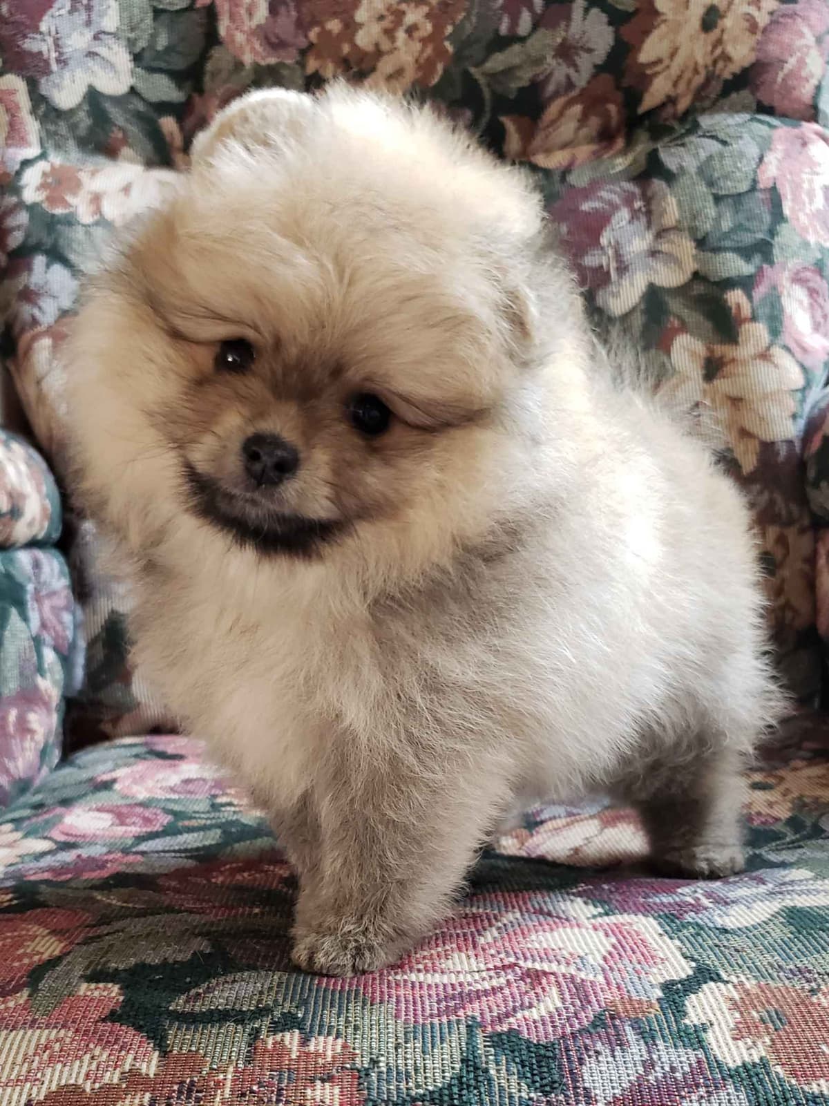 Cavalier King Charles Spaniel Puppies breeder image 10