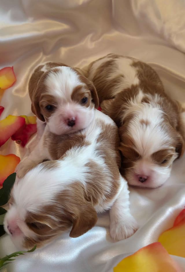 Cavalier King Charles Spaniel Puppies media 4