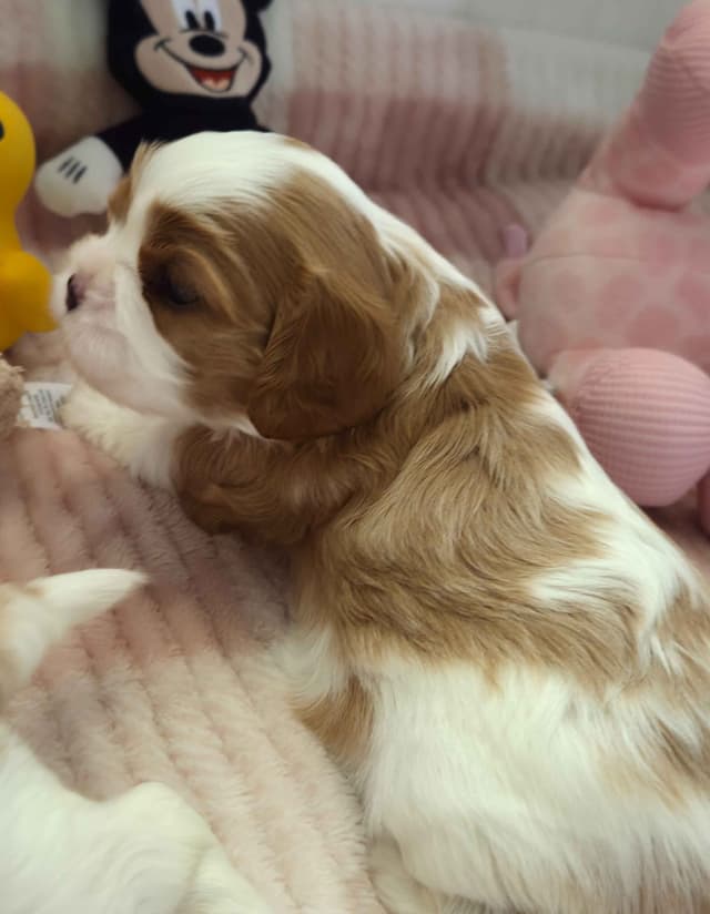 Cavalier King Charles Spaniel Puppies media 2