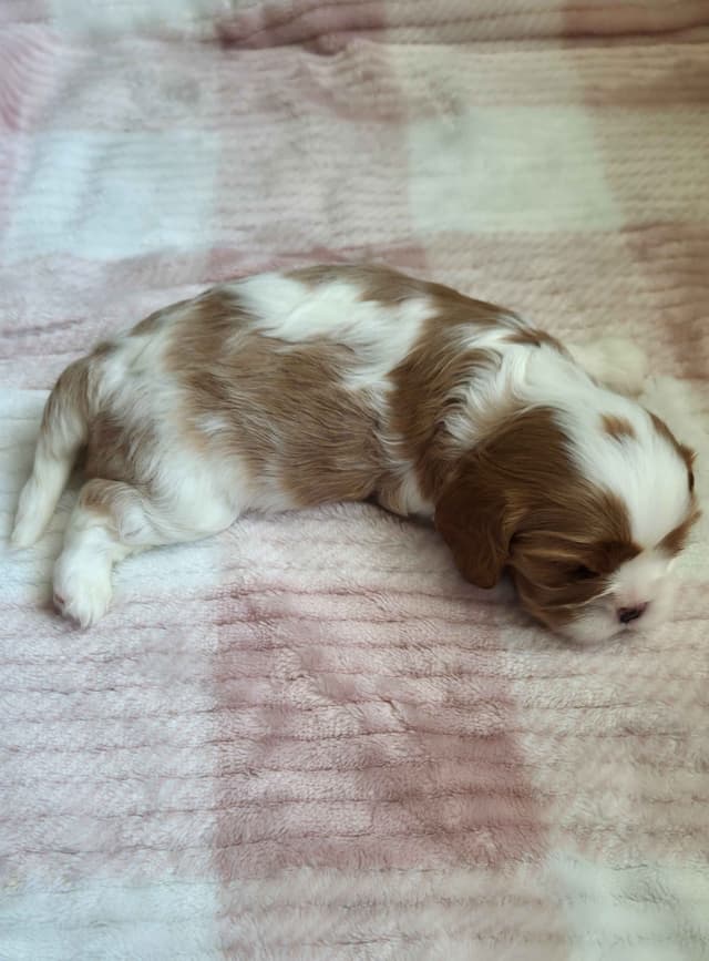 Cavalier King Charles Spaniel Puppies media 5