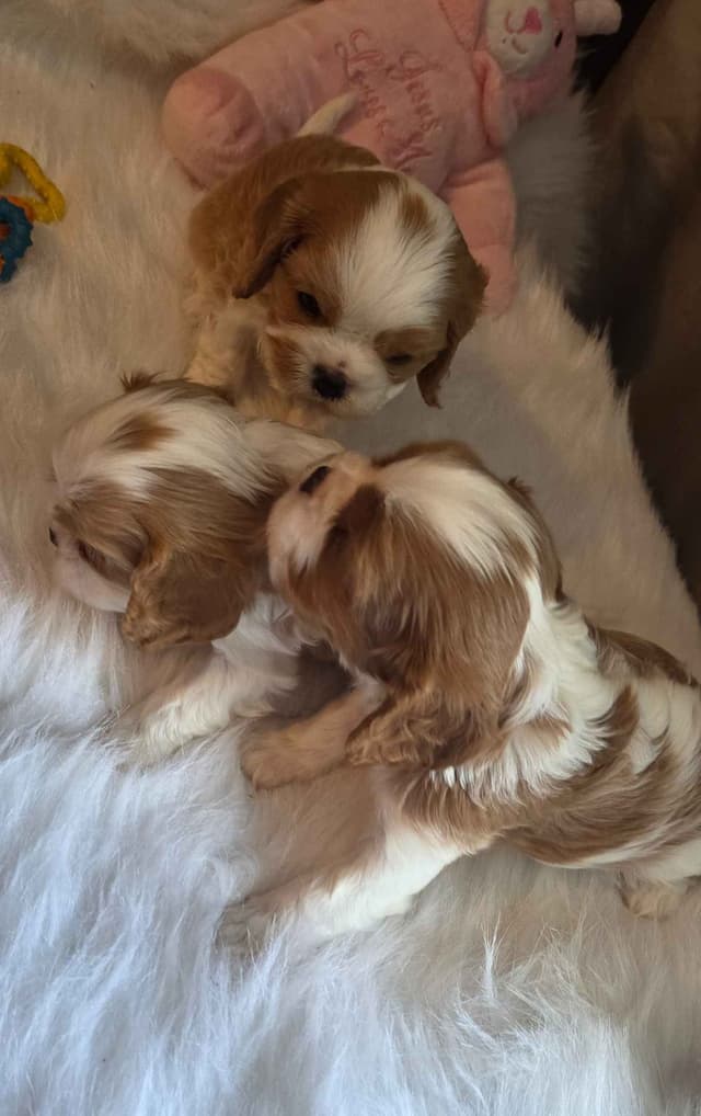 Cavalier King Charles Spaniel Puppies media 3