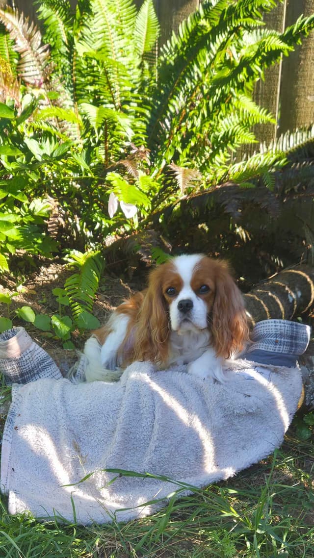 Cavalier King Charles Spaniel Puppies media 10