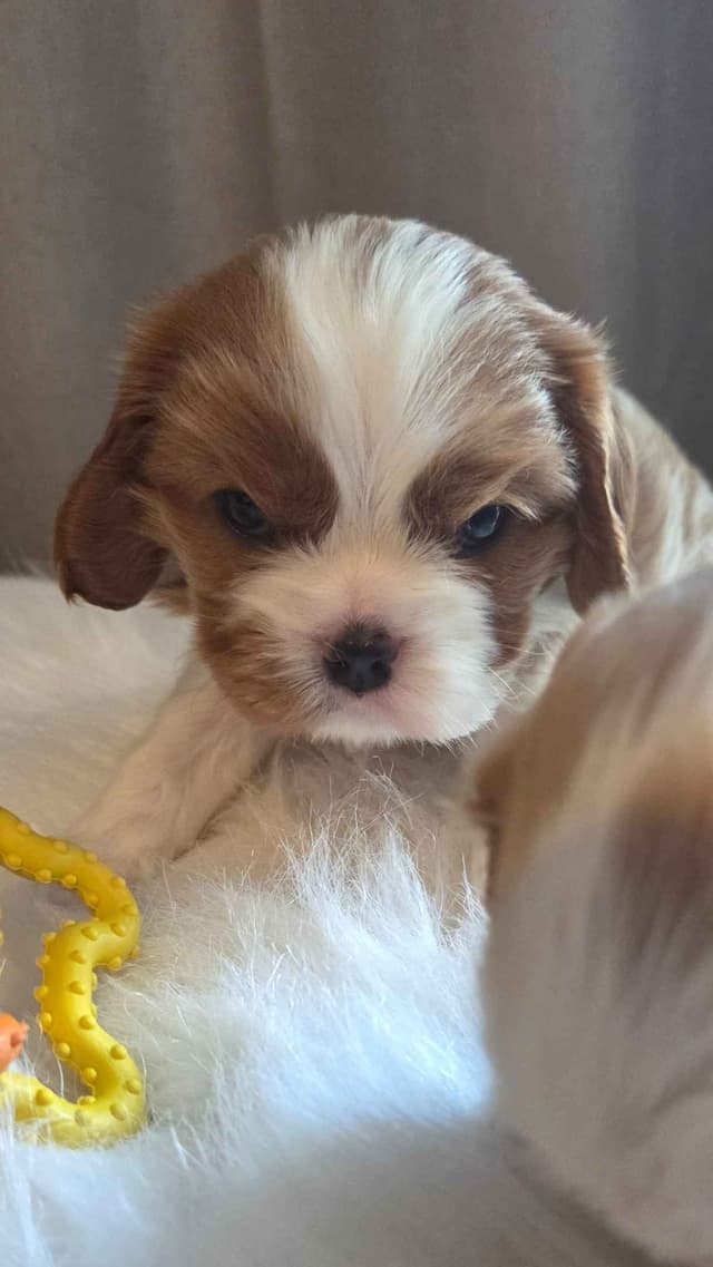 Cavalier King Charles Spaniel Puppies media 6